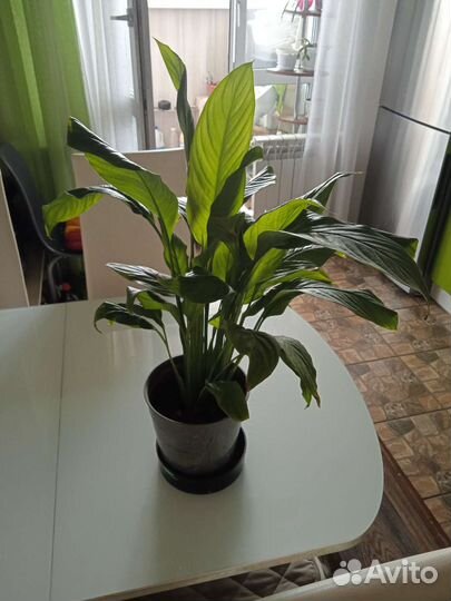 Спатифиллум