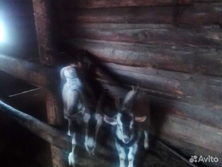 Коза дойная