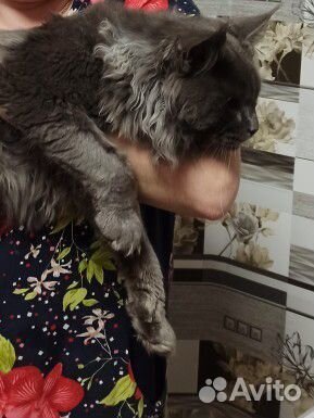 Мейн-кун кошка и кот