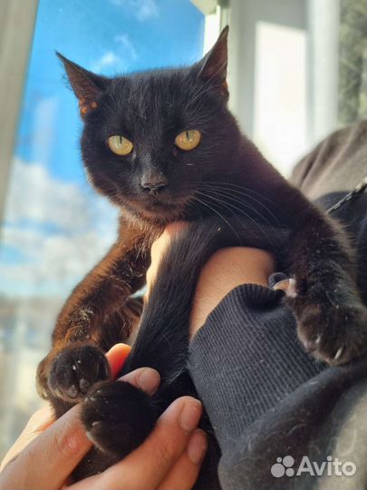 Черный котенок в хорошие руки