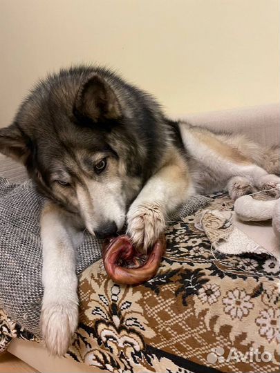 Бычий корень, производим вкусняшки для собак