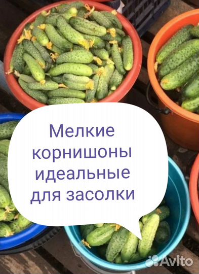 Огурцы, кабачки, петрушка