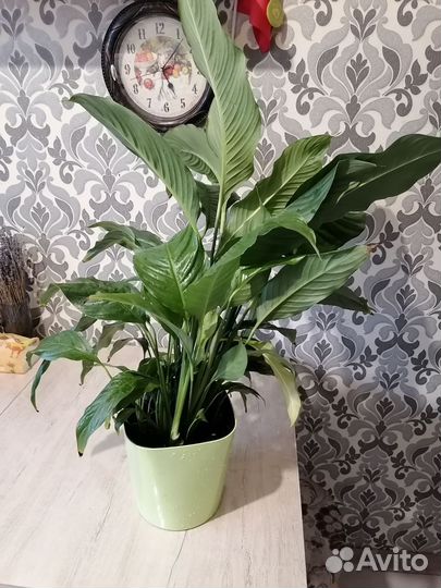 Спатифиллум