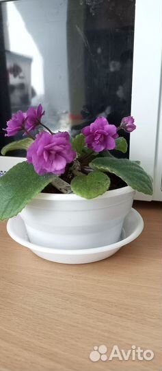 Сенполии сортовые