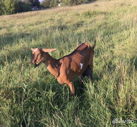 Козы дойные, козочки высокоудойных коз