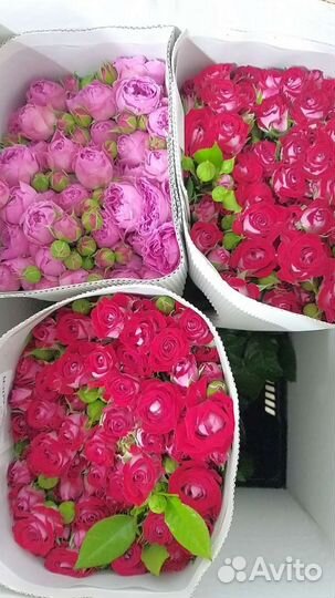 Роза кустовая пионовидная и бомбастик