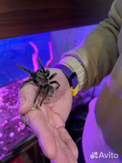 Аренда змей, ящериц, лягушек и тд для фотосессии