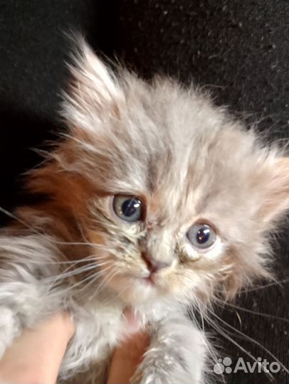 Котятки в добрые руки