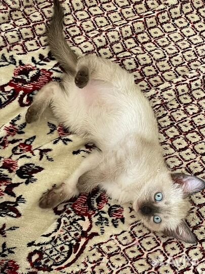 Сиамская кошечка