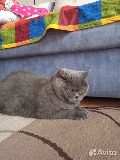 Британец кот