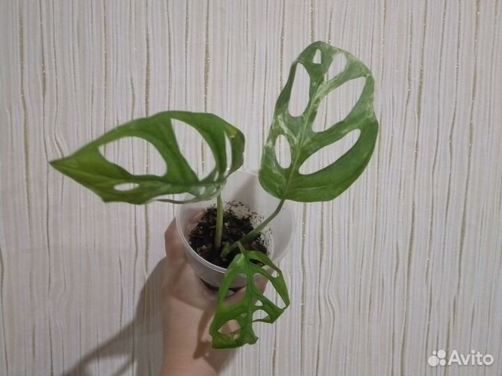 Монстеры Индоминт, Спайдермен, желтый вар