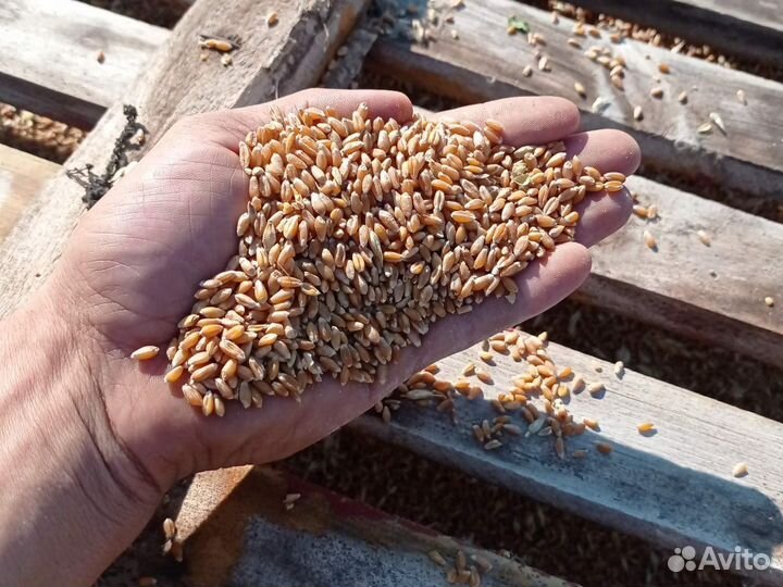 Корма для сельскохозяйственных животных