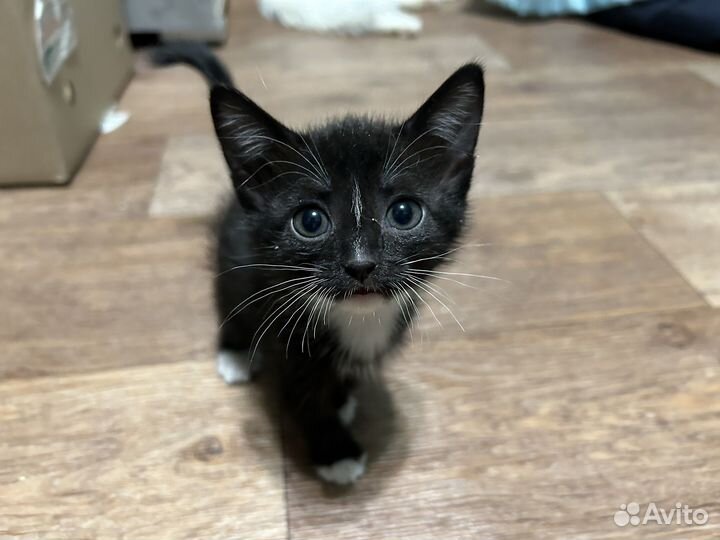 Отдам бесплатно в добрые руки