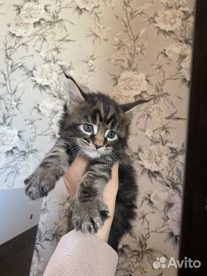 Котята мейн-кун