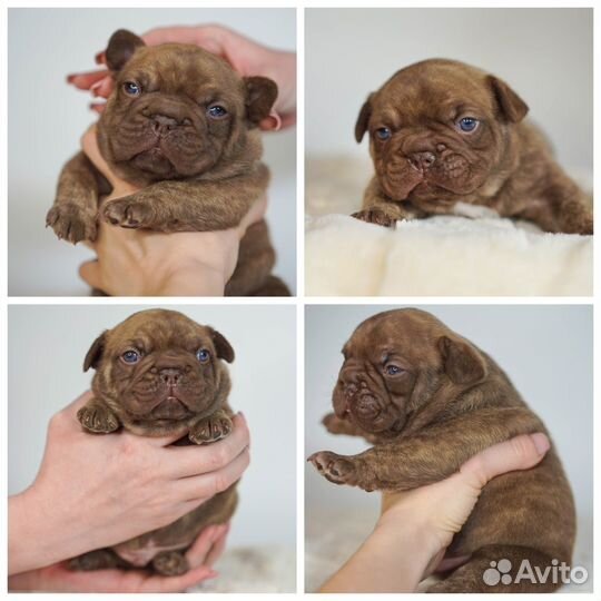 Французский бульдог щенки