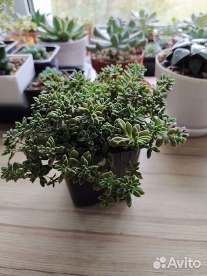 Суккуленты