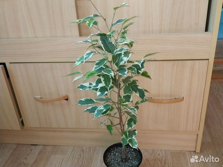 Фикус Голден кинг