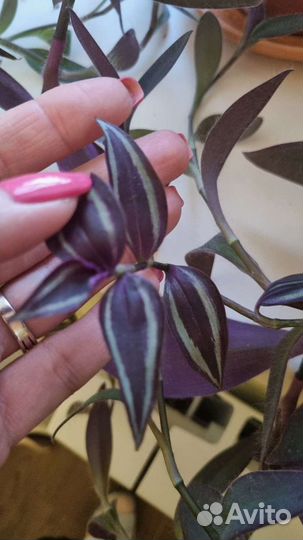 Хлорофитумы