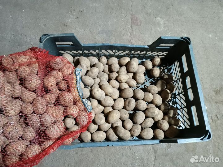 Картофель на корм скоту
