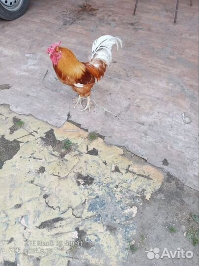 Петух 2 года