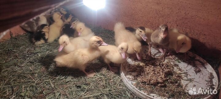 Мускусные утята индоутки