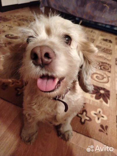 Найдена спаниелька