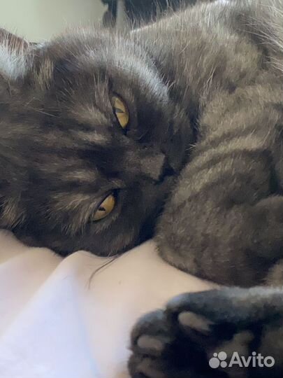 Кошка