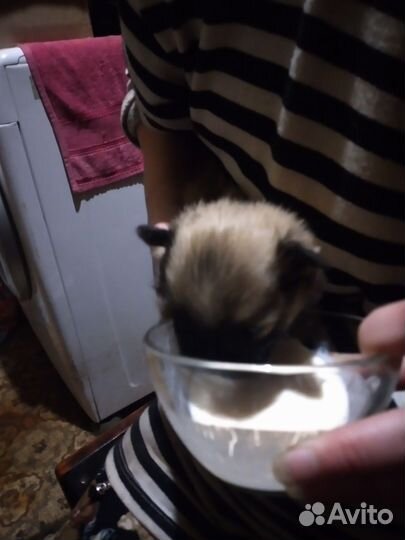 Щенки щпиц померанский