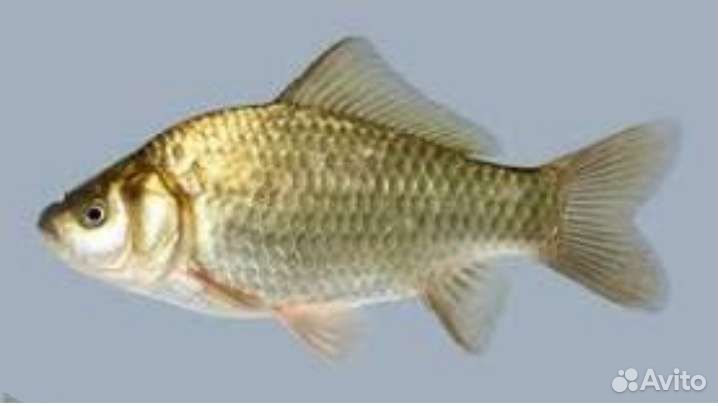 Живец карась