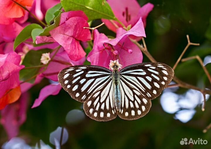 Тропические Бабочки т/б-9