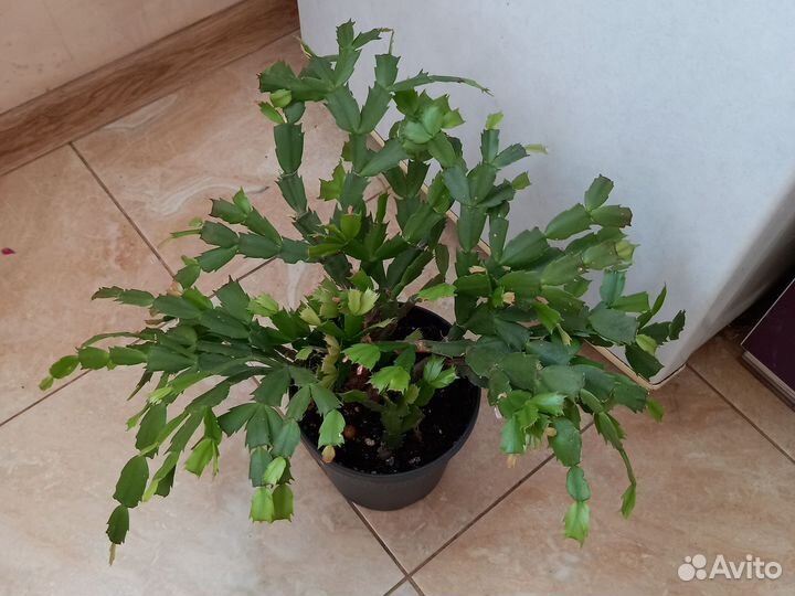 Декабрист шлюмбергера