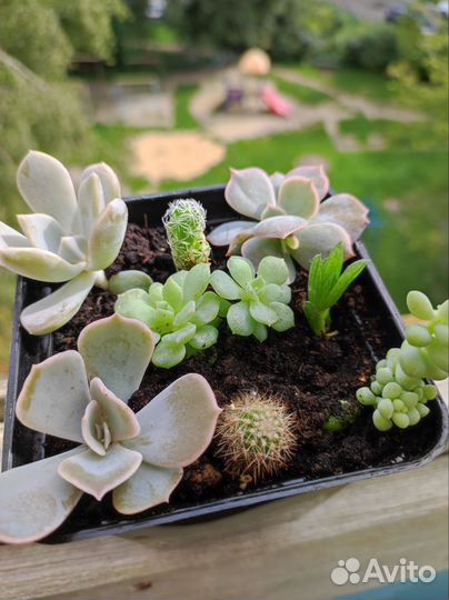 Суккуленты