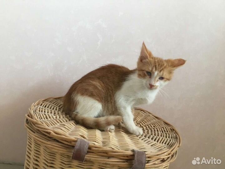 Котик 4 месяца