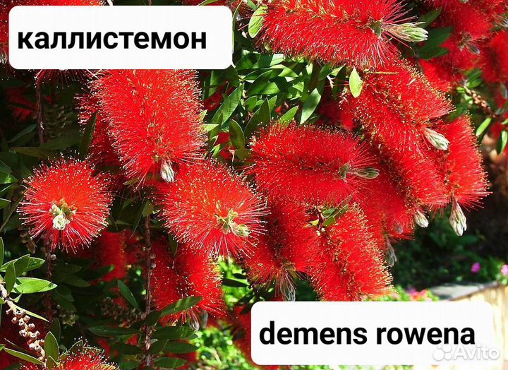 Каллистемон вечнозелёный кустарник