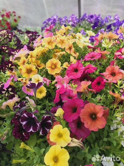 Рассада цветов