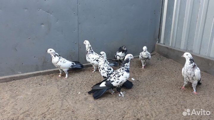 Голуби бойные