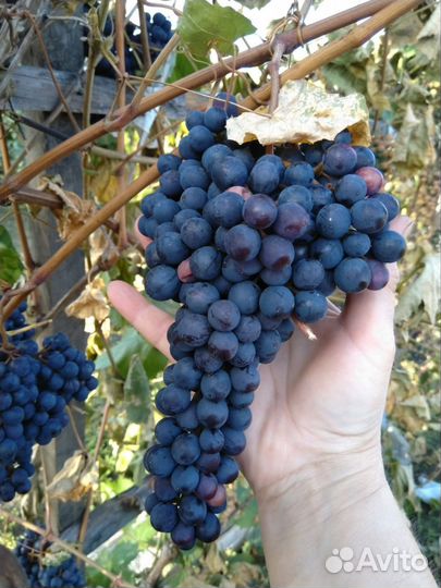 Саженцы винограда