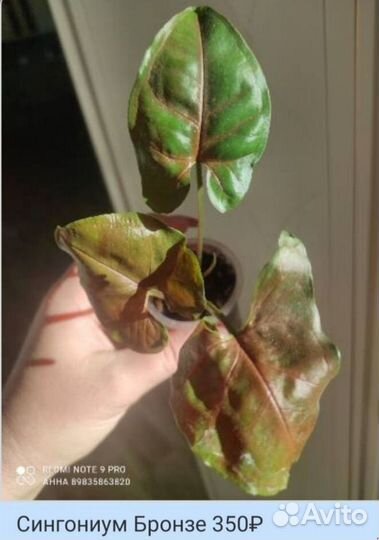 Декоративно-лиственные растения комнатные цветы