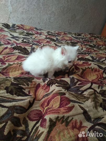 Ангорские котята