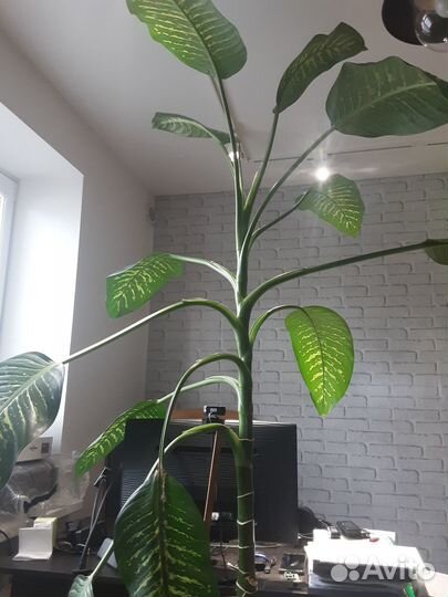 Диффенбахия