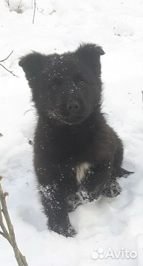 Мальчик и девочка 2 мес