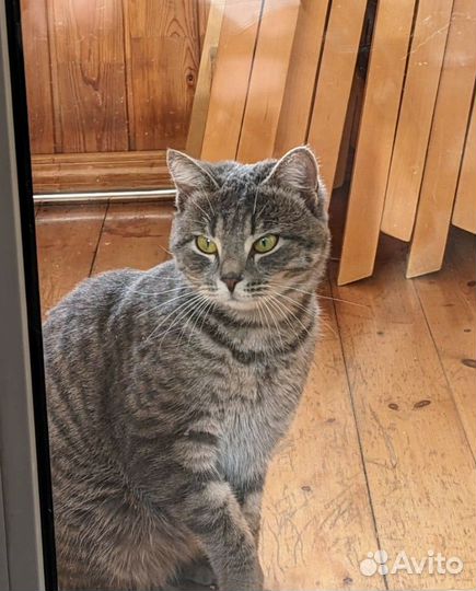 Молоденький котик