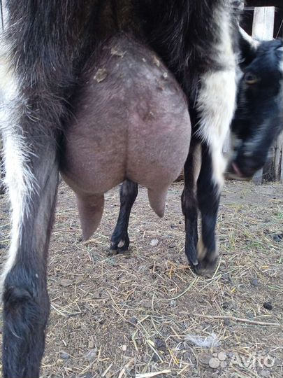 Коза дойная