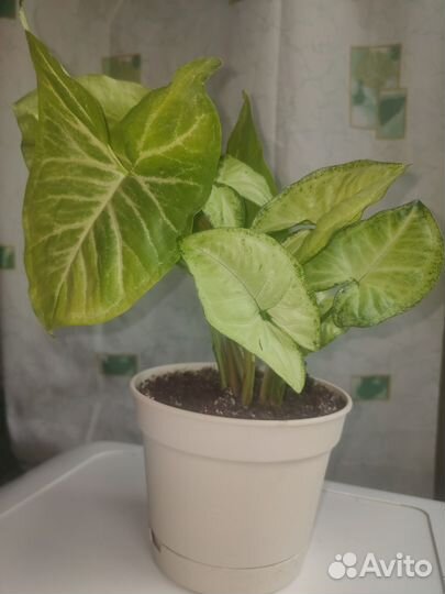 Комнатное растение Сингониум в горшке