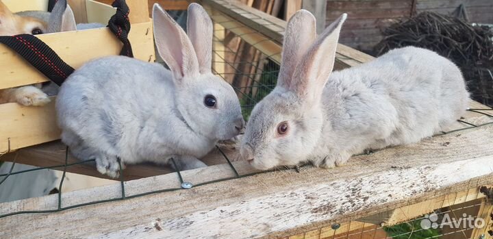 Очаровательные рексы