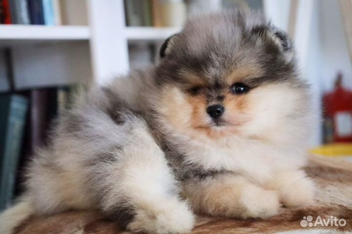 VIP Шпиц Малыши Сказочные (неповторимые)