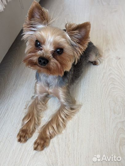 Мини йорк вязка