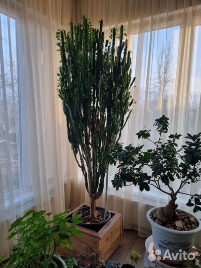 Молочай, фикус бенджамина, спатифиллюм, лиана