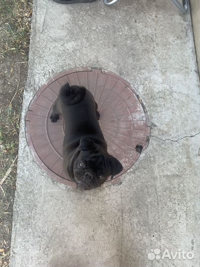 Черный мопс