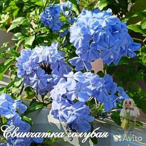 Свинчатка голубая или Плюмбаго. Редкие растения